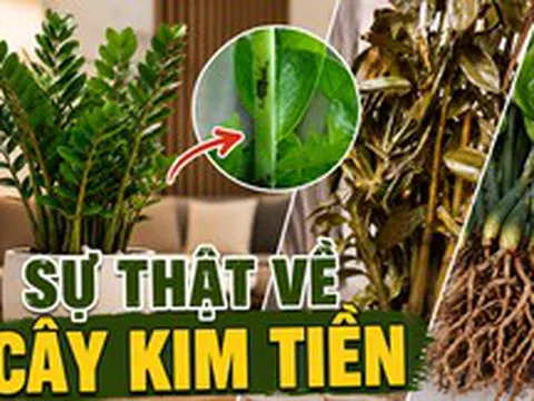 Cây kim tiền được nhiều gia đình yêu thích vì đẹp và mang ý nghĩa tài lộc, nhưng có 5 sự thật khiến không ít người mua về rồi mới hối hận