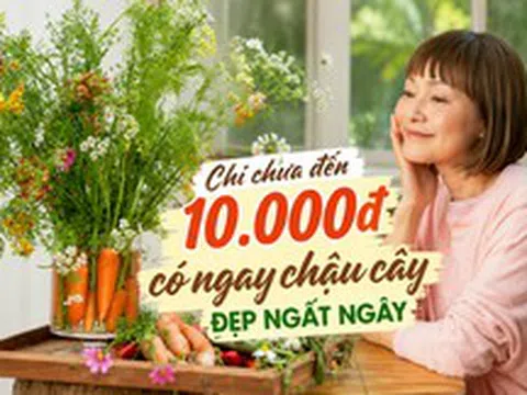 Chi chưa đến 10.000 đồng, người phụ nữ tạo được chậu cây khiến cư dân mạng đồng loạt hỏi cách làm