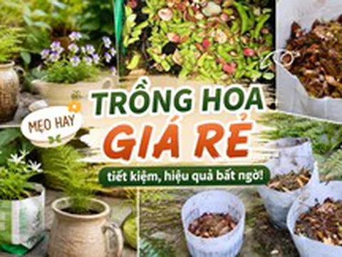 Tôi học được 4 mẹo trồng hoa "0 đồng" từ cư dân mạng: Không cần mua nhiều vẫn có ban công xanh mướt, hoa nở rực rỡ
