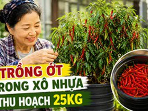 Chỉ với những chiếc xô nhựa, bà cụ thu hoạch gần 25kg ớt: Cư dân mạng trầm trồ "Đúng là cao thủ làm vườn"