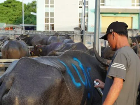 Phiên chợ đặc biệt ở Nghệ An, một vệt sơn chốt thương vụ cả chục triệu đồng
