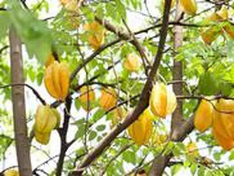 4 lý do vì sao nên trồng một cây khế trong sân nhà