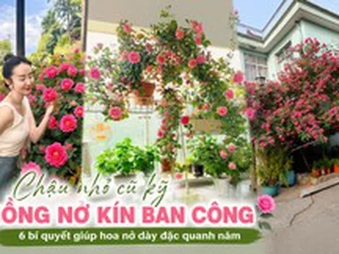 Bụi hồng trồng trong chậu mà nở kín đến mức không thấy lá: Bí quyết của người phụ nữ chỉ gói gọn trong 6 thói quen chăm cây