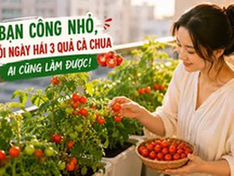 Từng trồng "cây nào chết cây đó", người phụ nữ bất ngờ thu hoạch cà chua mỗi ngày nhờ thay đổi đúng một điều