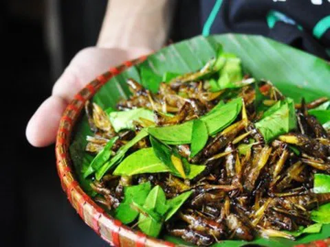 7 món đặc sản từ côn trùng, thoạt nhìn “nổi da gà” nhưng càng ăn càng cuốn, biết cách chế biến mới ngon