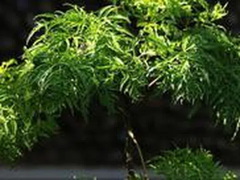 4 lý do vì sao nên trồng một cây đinh lăng ở cổng nhà