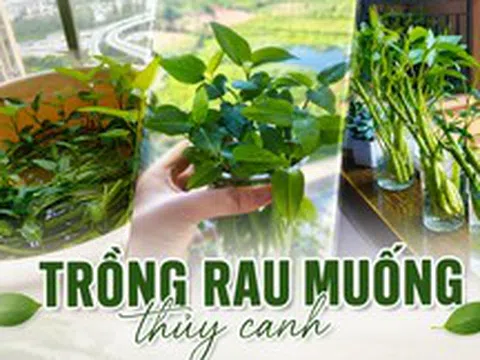 Chỉ từ vài cọng rau muống và một cốc nước, cô gái trẻ thu hoạch cả chậu rau sau một tháng: Cách trồng thủy canh khiến nhiều người muốn làm theo