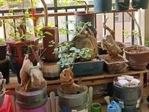 Vợ chê cây chồng trồng vừa trơ vừa xấu, dân mạng nhìn ảnh lại nói: Đây là người chơi cây có đẳng cấp