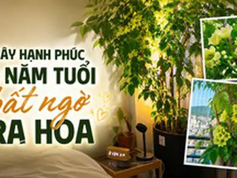 Cây hạnh phúc 9 năm tuổi bất ngờ ra hoa trước ngày bị đem cho, dân mạng đồng loạt nhắn: “Đừng mang nó đi!”