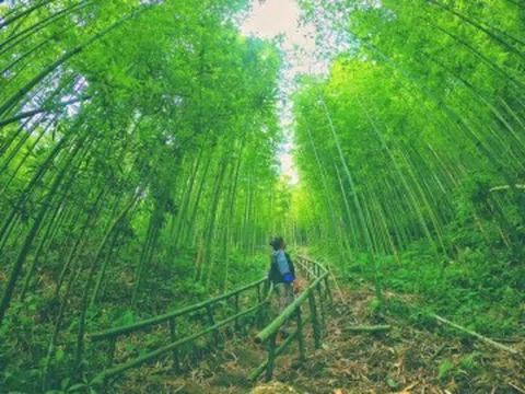 Cách Hà Nội 300km có khu rừng kỳ bí, hút khách du lịch thập phương vì vẻ đẹp tựa tranh vẽ, góc nào check-in cũng đẹp