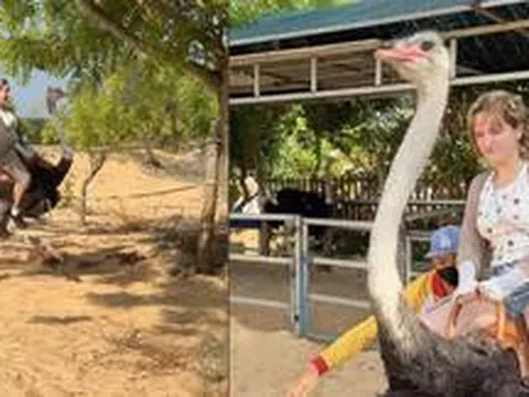 Hết cưỡi trâu, khách Tây lại phấn khích cưỡi đà điểu chạy 'xé gió' ở Việt Nam