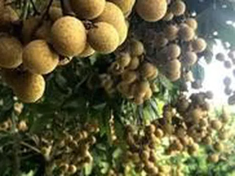 Quả đặc sản chỉ Hưng Yên mới có: Trồng một cây như "chôn hũ vàng", nhiều gia đình xem như của để dành cho con cháu