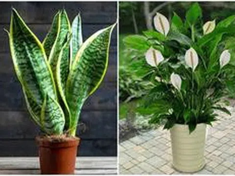 5 loại cây trồng trong nhà giúp lọc không khí hiệu quả