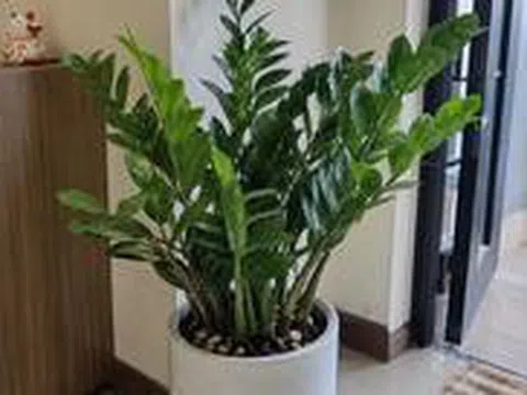 Lời khuyên đến tất cả các gia đình đang trồng cây kim tiền