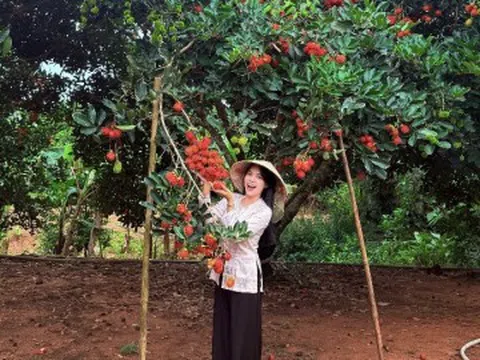 Vào vườn đặc sản chín đỏ, lúc lỉu ở Phú Quốc, khách hái mỏi tay, ăn thoả thích