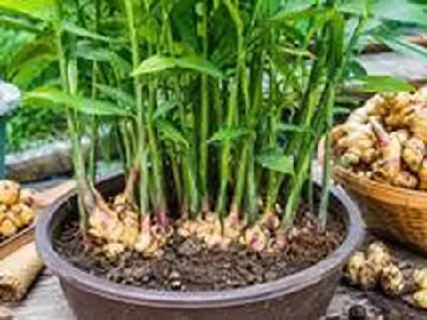 Lời khuyên đến tất cả các gia đình đang trồng gừng