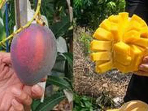 Bỏ việc về quê bán hoa quả, 1 tháng bán được 15 tấn xoài, thu nhập cao hơn lương văn phòng