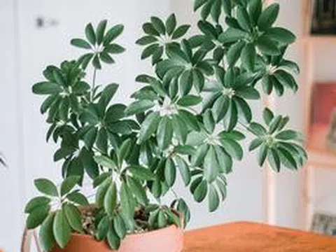 Lời khuyên đến tất cả các gia đình đang trồng cây ngũ gia bì