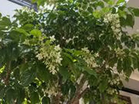 5 cây nở hoa trong nhà báo hiệu phong thủy rất tốt