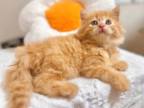 4 loài thú cưng được coi như "linh vật" mùa Trung thu, vừa đẹp vừa sạch, có con được ví là “kẻ ngăn nắp nhất”