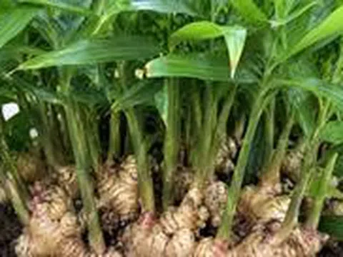 4 lý do nên trồng gừng trong nhà
