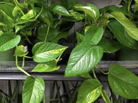 4 lời khuyên cho những gia đình đang trồng cây trầu bà trong nhà