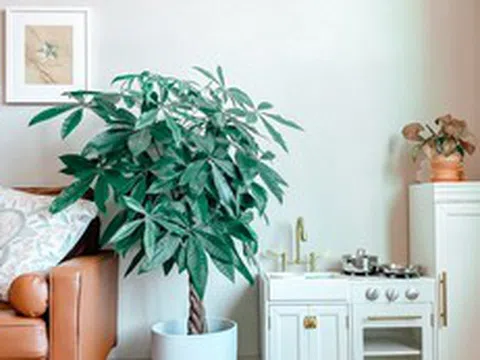 4 lời khuyên cho những gia đình đang trồng cây kim ngân trong nhà