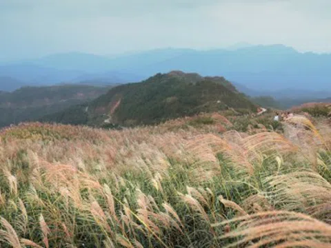 "Thiên đường cỏ lau" cách Hà Nội 300km bắt đầu khoe sắc, khách đi 3 lần vẫn mê