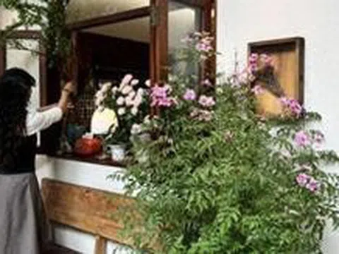 5 loại cây nhìn đẹp nhưng không nên tùy tiện đặt trong nhà: Sai vị trí, cây khó sống mà người cũng thêm phiền