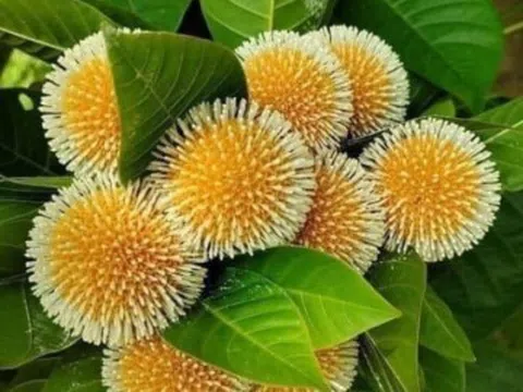 Loại quả dại "lên đời" thành đặc sản, có tiền cũng khó mua