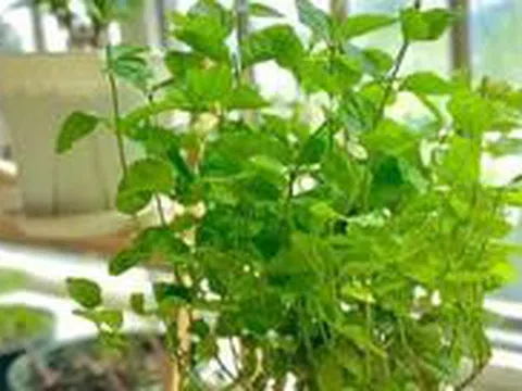 5 cây ác bước vào nhà, ông bà nhìn thấy muốn TIỄN ĐI NGAY: Phúc chưa kịp đến, họa đã chực chờ