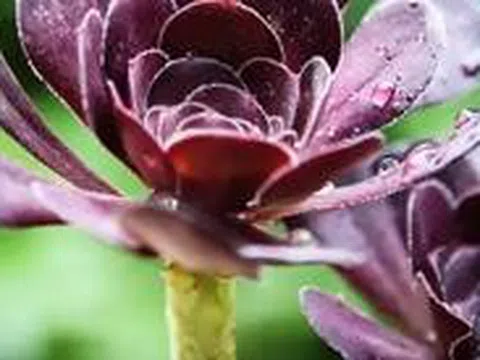 Lạ đời 4 cây người trồng chỉ ước "đừng bao giờ nở hoa": Khoảnh khắc đẹp nhất cũng có thể là màn chào tạm biệt đau lòng